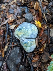 Rossbeevera pachydermis