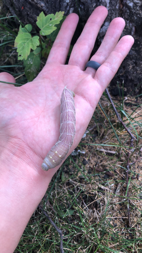 Elm Sphinx