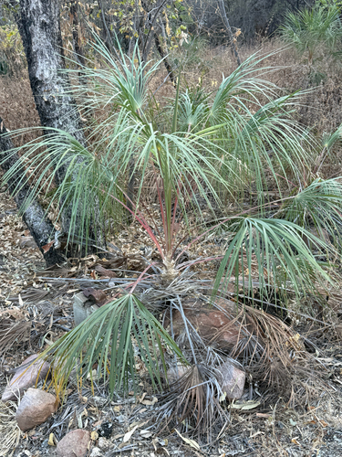Livistona inermis, 2026-08-24