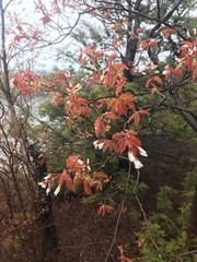 Amelanchier × lamarckii