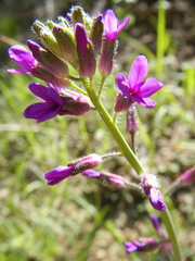 Boechera divaricarpa