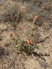 Sphaeralcea ambigua