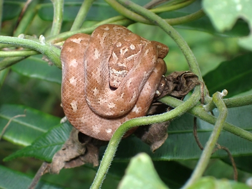 Bibron's Bevel-nosed Boa