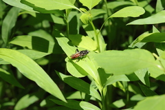 Xylota bicolor