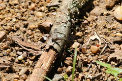 Argia tibialis