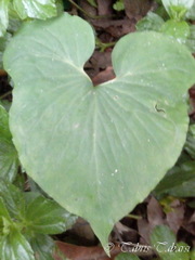 Araceae