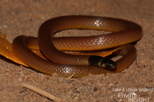 Photo of a Jackson's Centipede-eater (Aparallactus jacksonii)