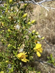 Larrea tridentata