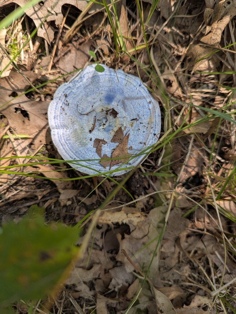 indigo milk cap · August 2026 · photo: Photo: no rights reserved · iNaturalist