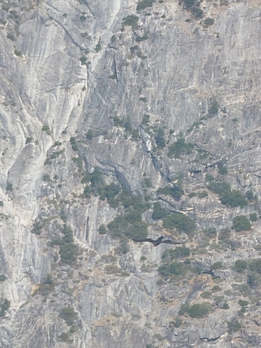 iNaturalist observation photo of Turkey Vulture