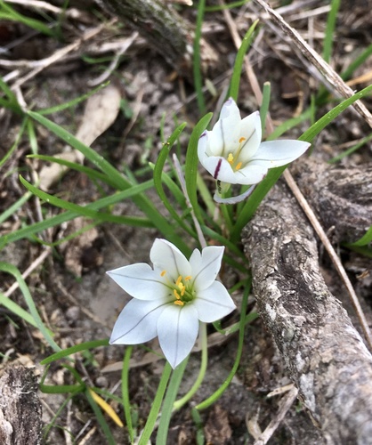 Ipheion tweedieanum