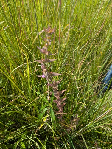Agalinis auriculata, photograph 3