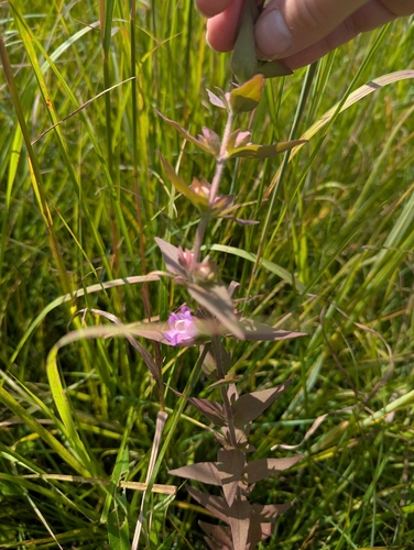 Agalinis auriculata, photograph 4