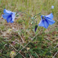 Linum leonii