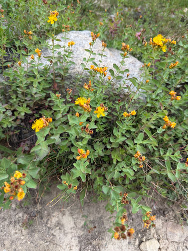 Hypericum scouleri, photograph 6