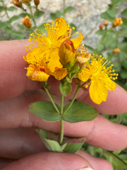 Hypericum scouleri