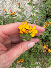 Hypericum scouleri, photograph (c) Whitney Brook Matson, some rights reserved (CC BY)