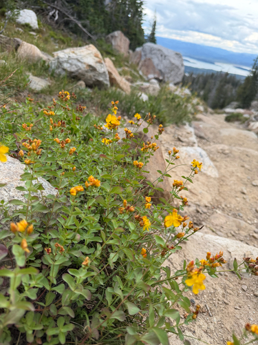 Hypericum scouleri, photograph 4