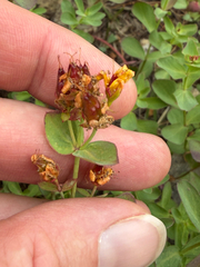 Hypericum scouleri, photograph (c) Whitney Brook Matson, some rights reserved (CC BY)