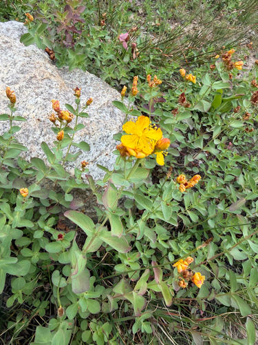 Hypericum scouleri, photograph 2
