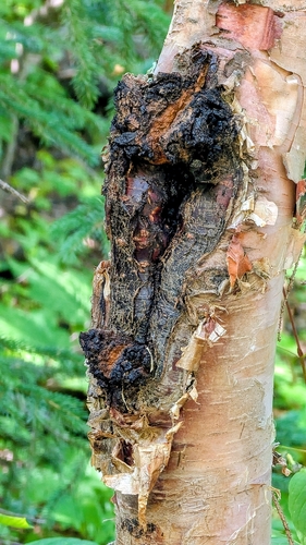 chaga