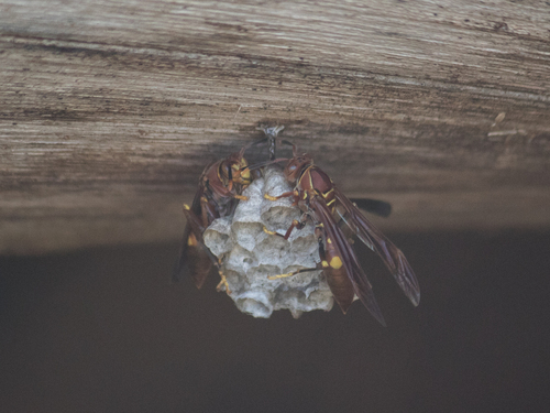 Polistes simillimus