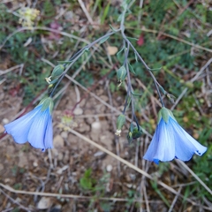 Linum leonii