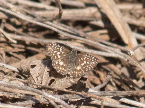 Orcus Checkered-Skipper