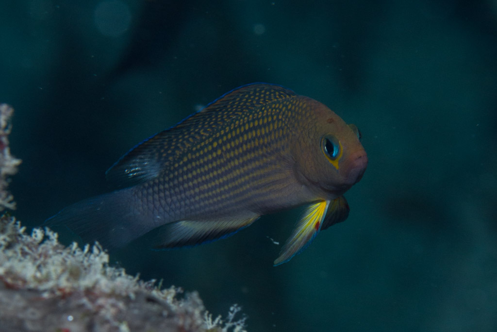 Thread-Finned Dottyback