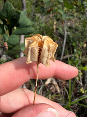 Fritillaria atropurpurea