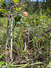 Fritillaria atropurpurea, photograph (c) Whitney Brook Matson, some rights reserved (CC BY)