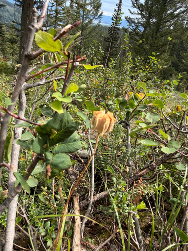 Fritillaria atropurpurea, photograph 2