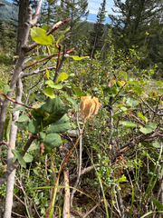 Fritillaria atropurpurea, photograph (c) Whitney Brook Matson, some rights reserved (CC BY)