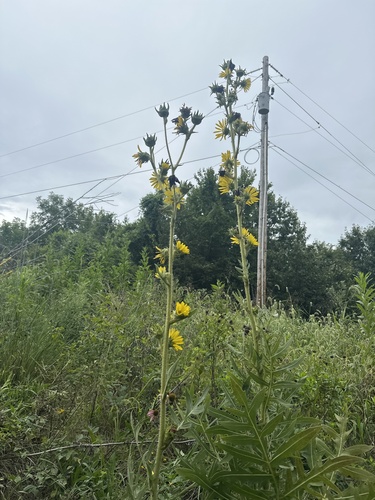 compass plant