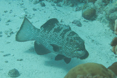 Plectropomus areolatus