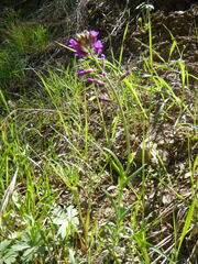 Boechera divaricarpa