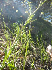 Boechera divaricarpa