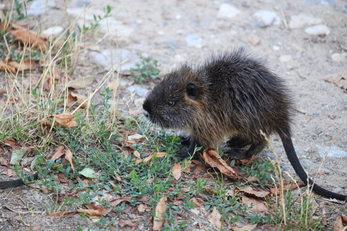 Coypu