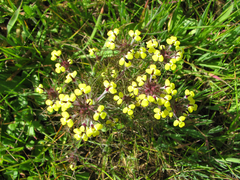 Triphysaria eriantha