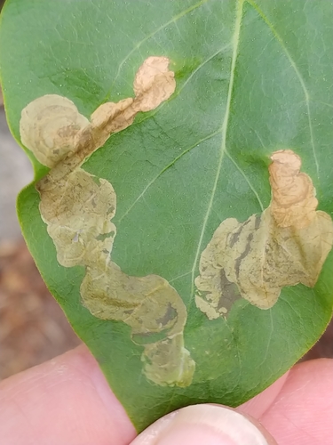 Lilac Leafminer Moth