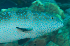 Plectropomus areolatus