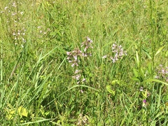 Penstemon laevigatus