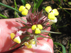 Triphysaria eriantha