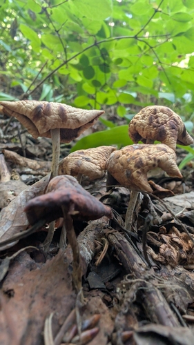Collybiopsis subpruinosa