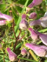 Penstemon laevigatus