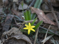 Hypoxis decumbens, photograph (c) João Vitor Oliveira de Souza, some rights reserved (CC BY)