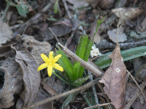Hypoxis decumbens, photograph 4