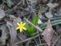 Hypoxis decumbens, photograph (c) João Vitor Oliveira de Souza, some rights reserved (CC BY)