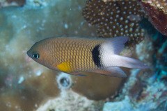 Plectroglyphidodon dickii