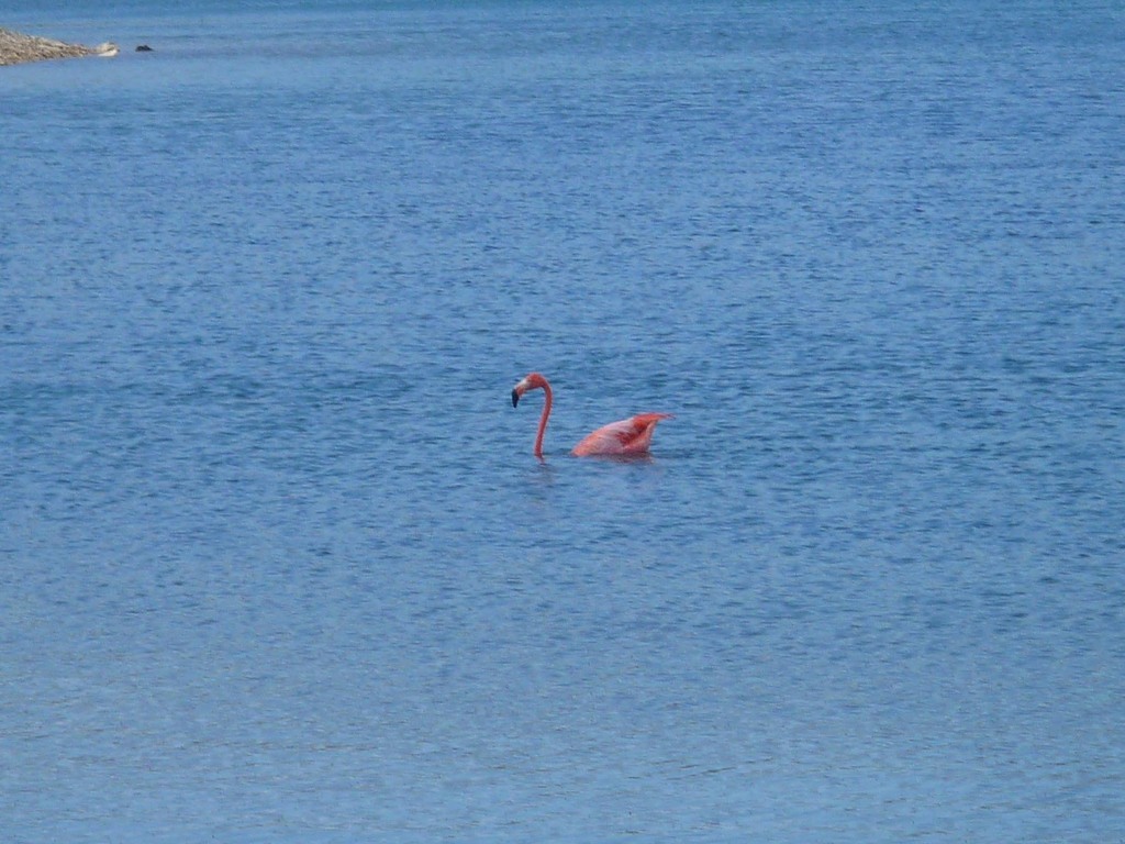 A single American flamingo standing in shallow blue water off Bonaire